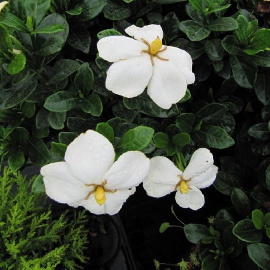 Gardenia jasminoides Kleim's Hardy