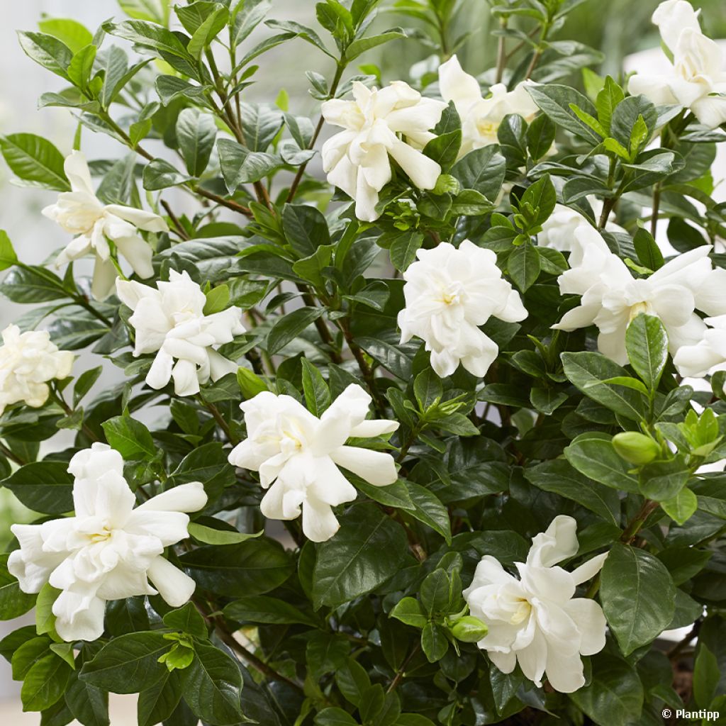 Gardenia jasminoides Double Diamonds  