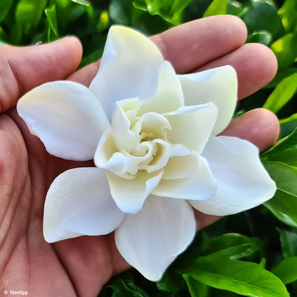 Gardenia jasminoides Double Diamonds  