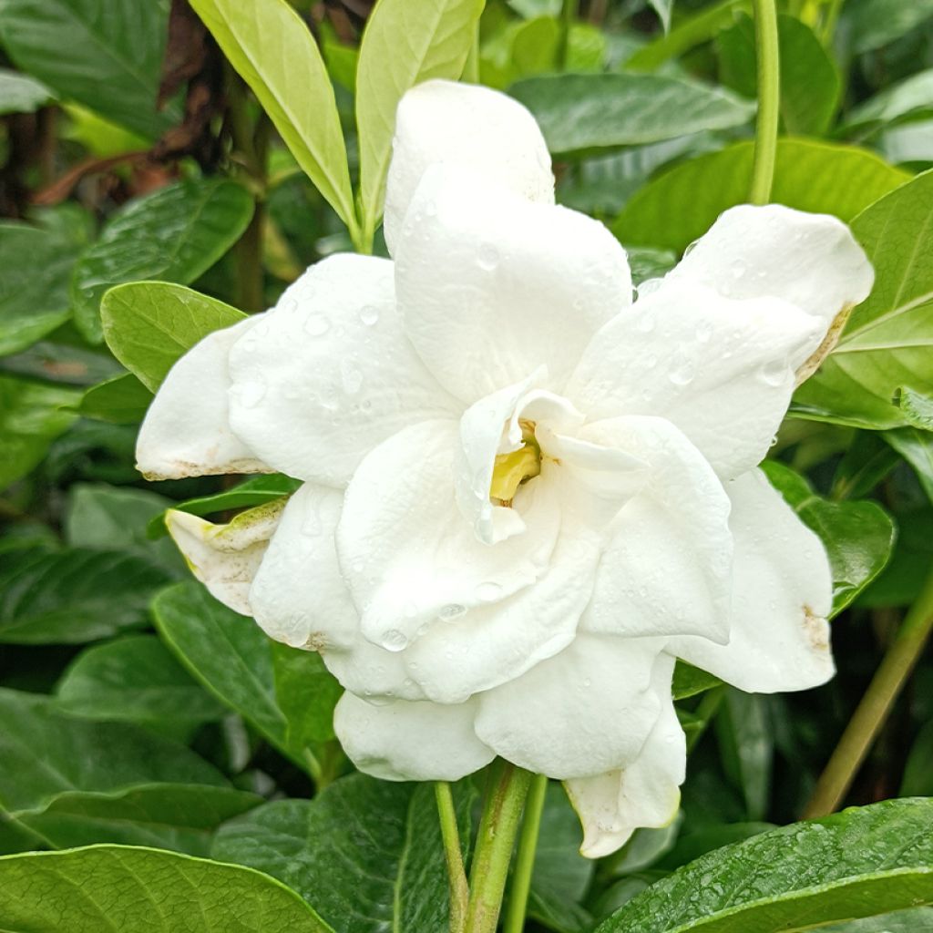 Gardenia jasminoides Summer Snow.