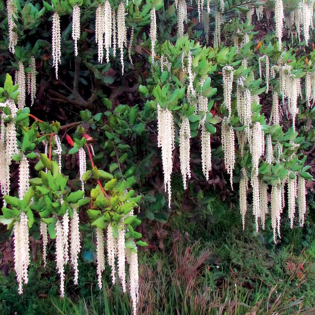 Garrya elliptica - Garrya à feuilles elliptiques