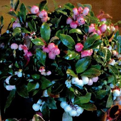 Plante Gaultheria Procumbens (baie De Perdrix) - Rustique, Baies Décoratives Rouges, Pot 11 Cm, Hauteur ~15 Cm