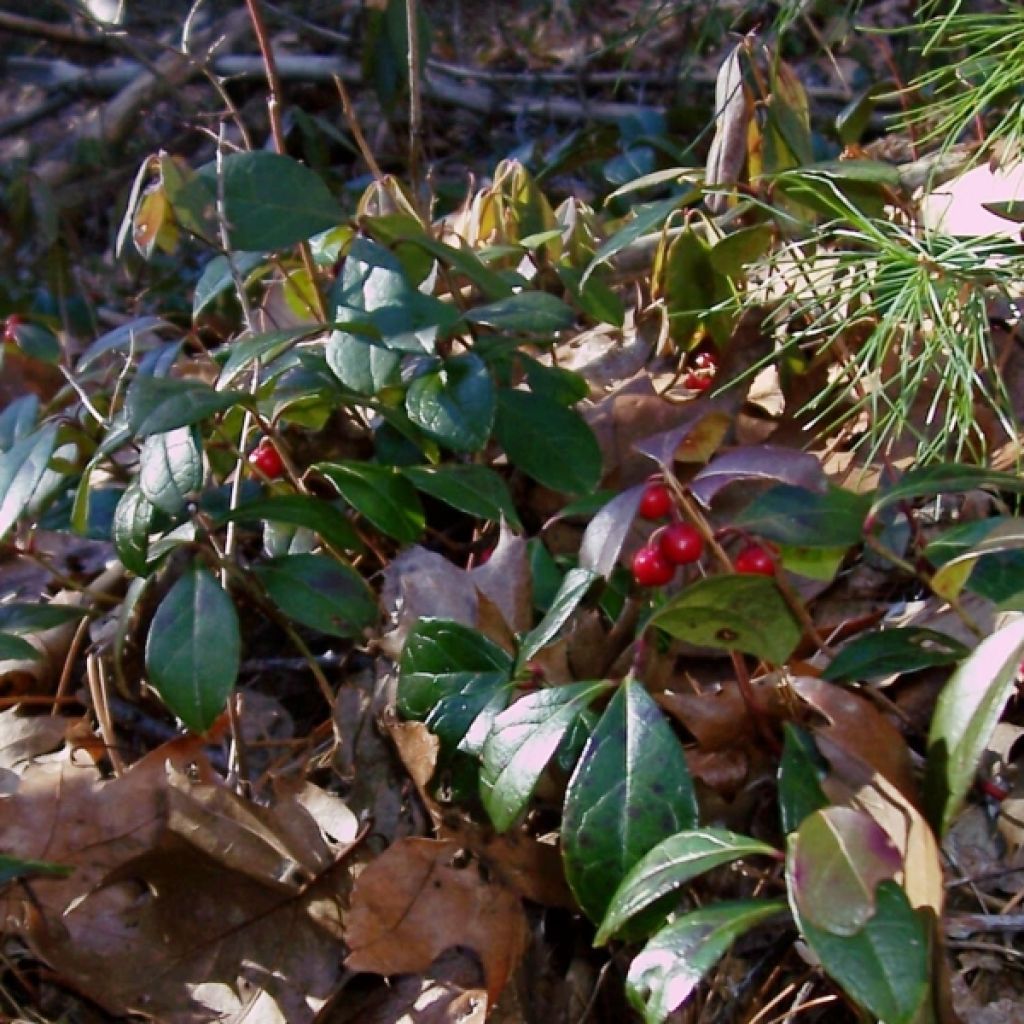 Gaultheria procumbens - Gaulthérie couchée