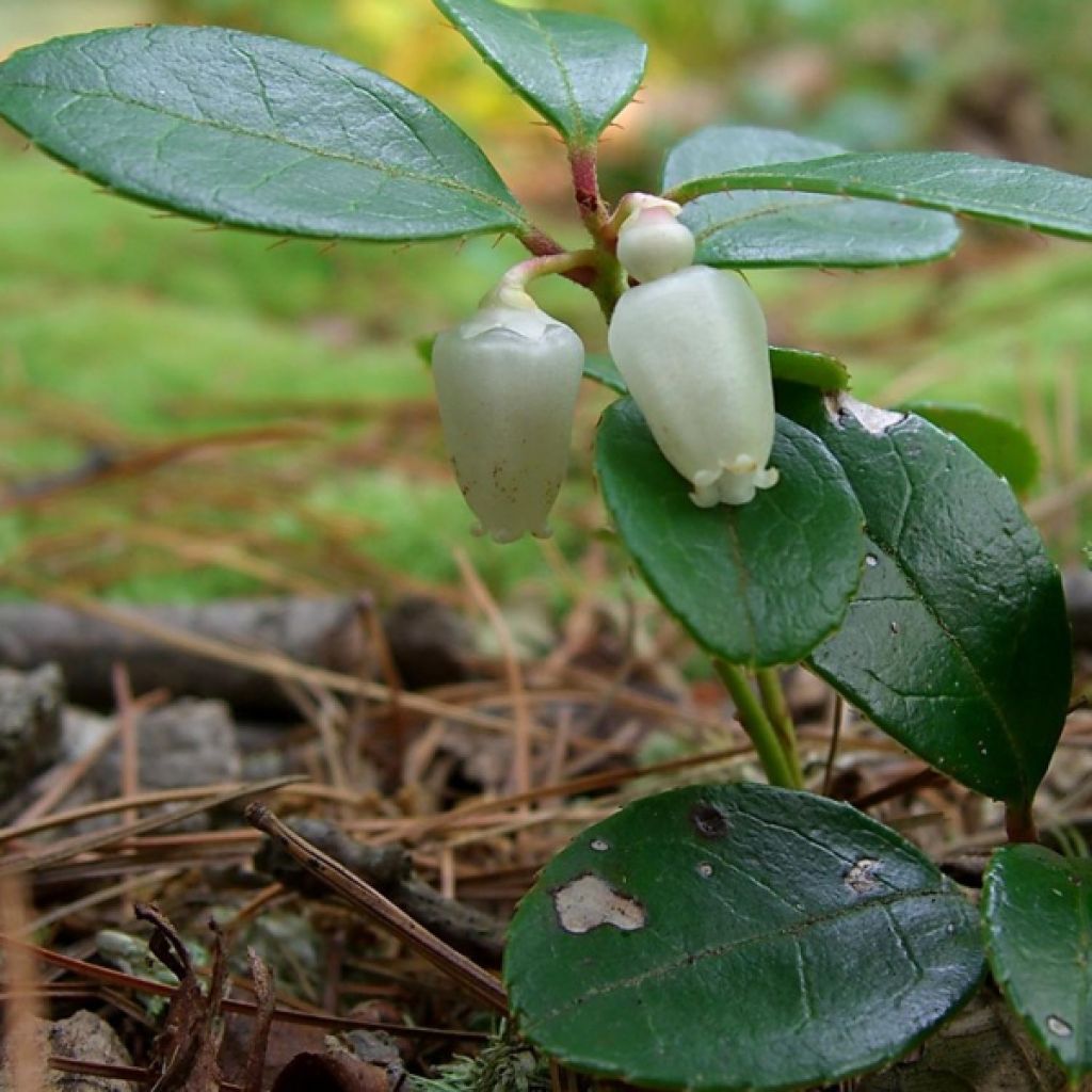 Gaultheria procumbens - Gaulthérie couchée