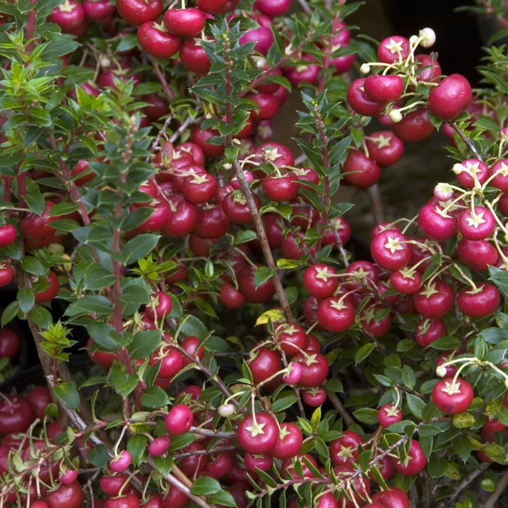 Gaulthérie - Pernettya mucronata