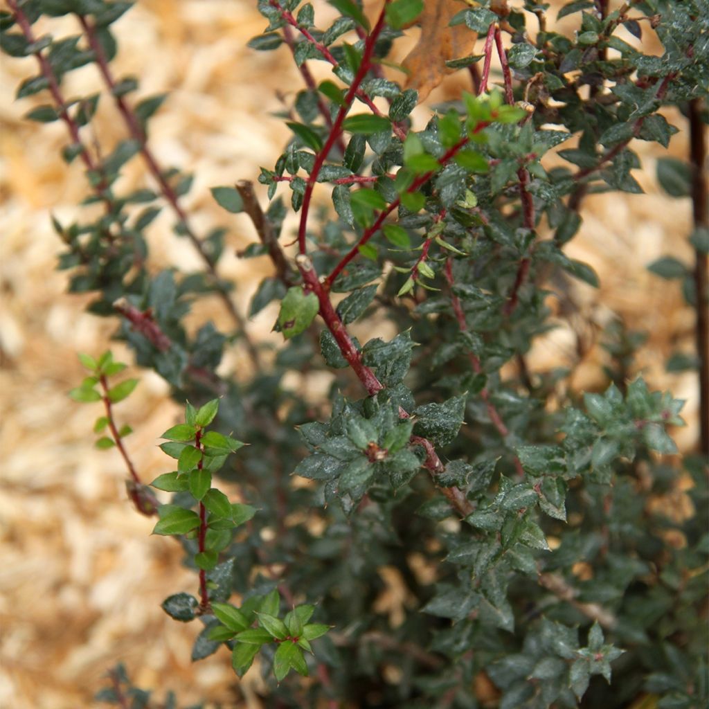 Gaulthérie - Pernettya mucronata