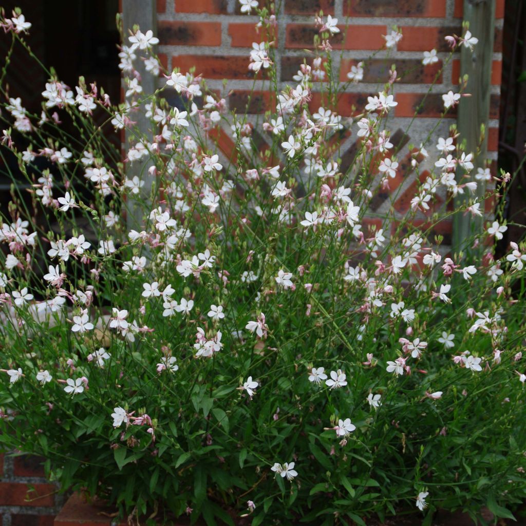 Gaura lindheimeri Blanche - Gaura de Lindheimer 