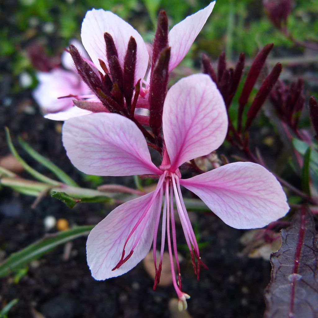 Gaura lindheimeri Blanche - Gaura de Lindheimer 