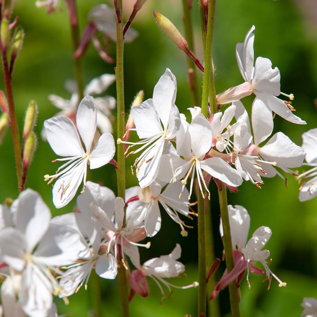 Gaura lindheimeri Blanche - Gaura de Lindheimer 