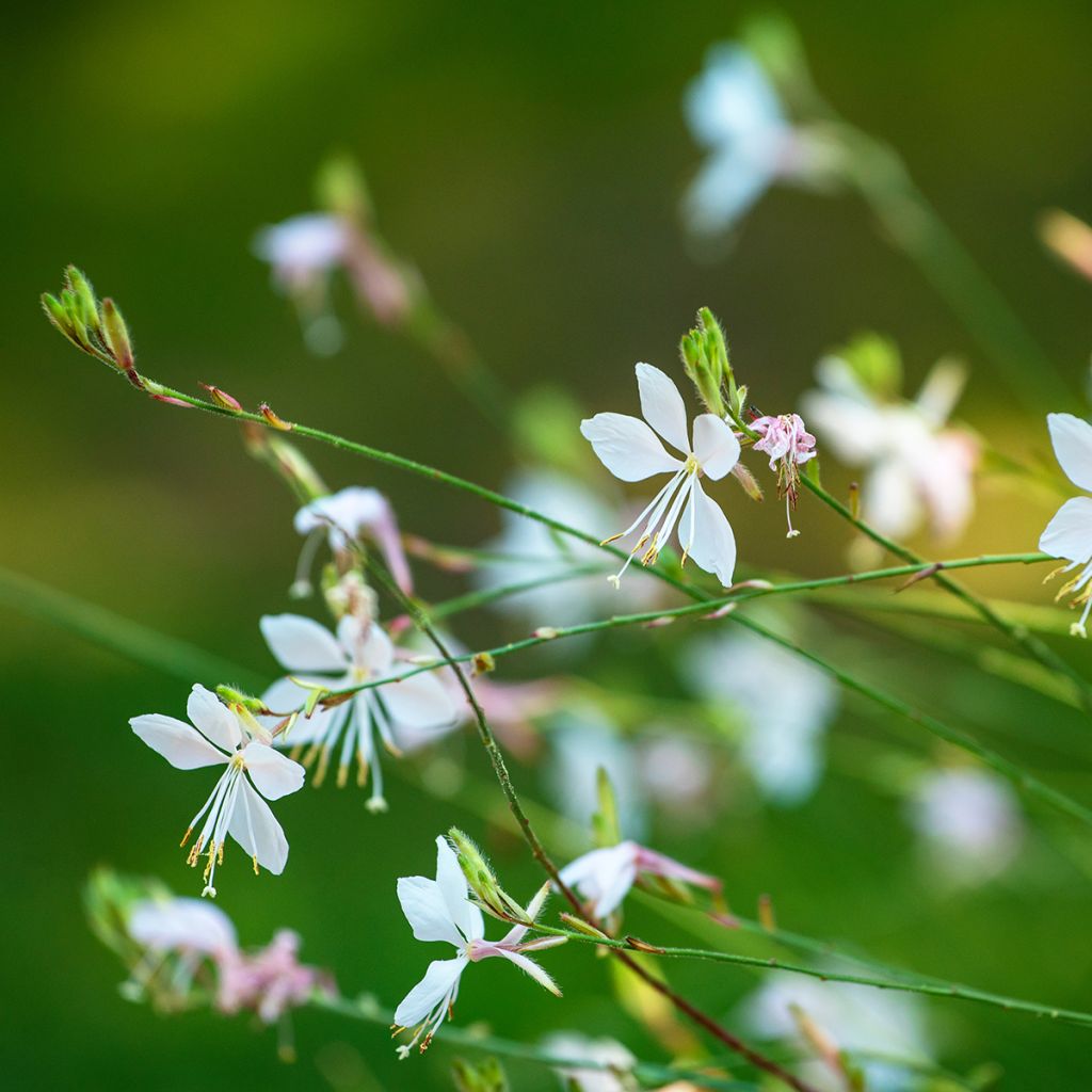 Gaura lindheimeri Blanche - Gaura de Lindheimer 