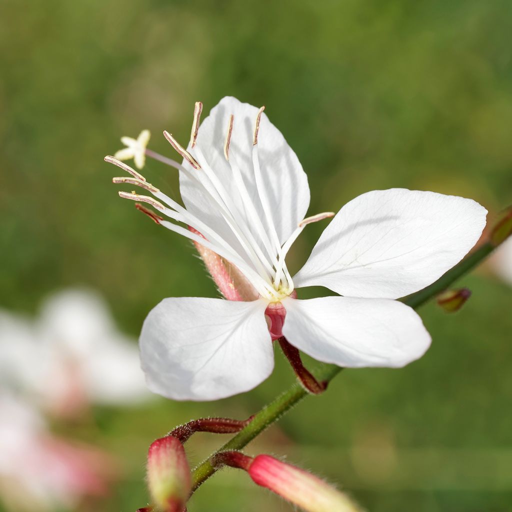 Gaura lindheimeri Blanche - Gaura de Lindheimer 