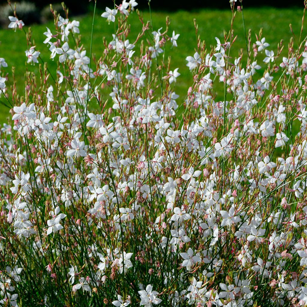 Gaura lindheimeri Blanche - Gaura de Lindheimer 