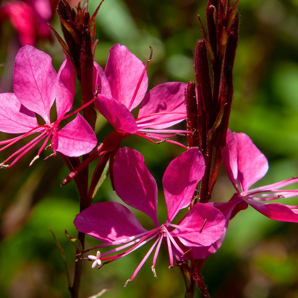 Gaura lindheimeri Blaze - Gaura de Lindheimer