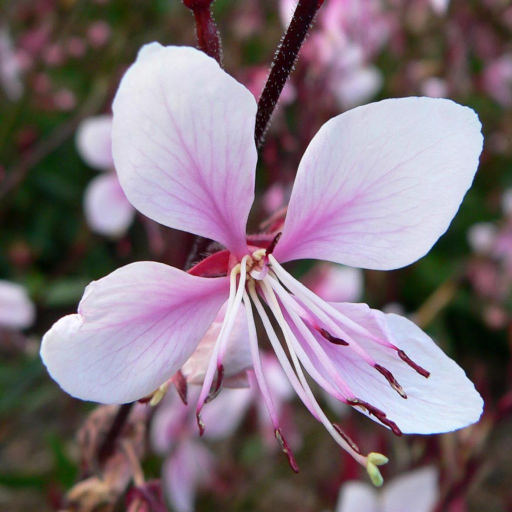 Gaura lindheimeri Cherry Brandy - Gaura de Lindheimer rose vif