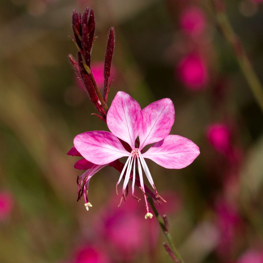 Gaura lindheimeri Lillipop Pink