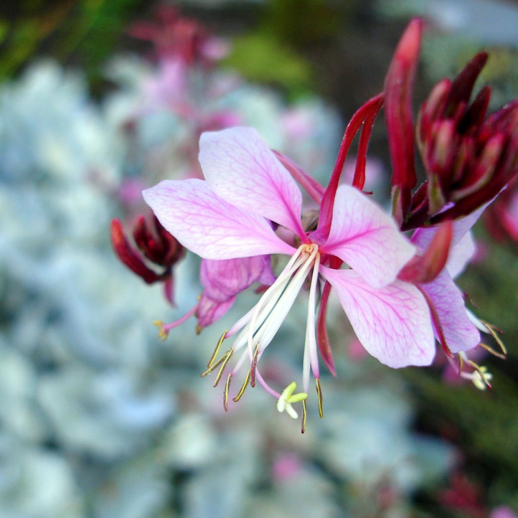 Gaura lindheimeri Passionate Rainbow