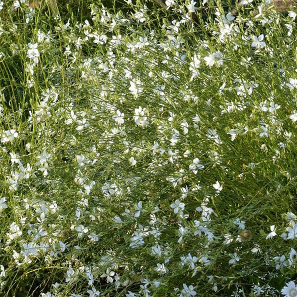 Gaura lindheimeri Snowbird - Gaura de Lindheimer 