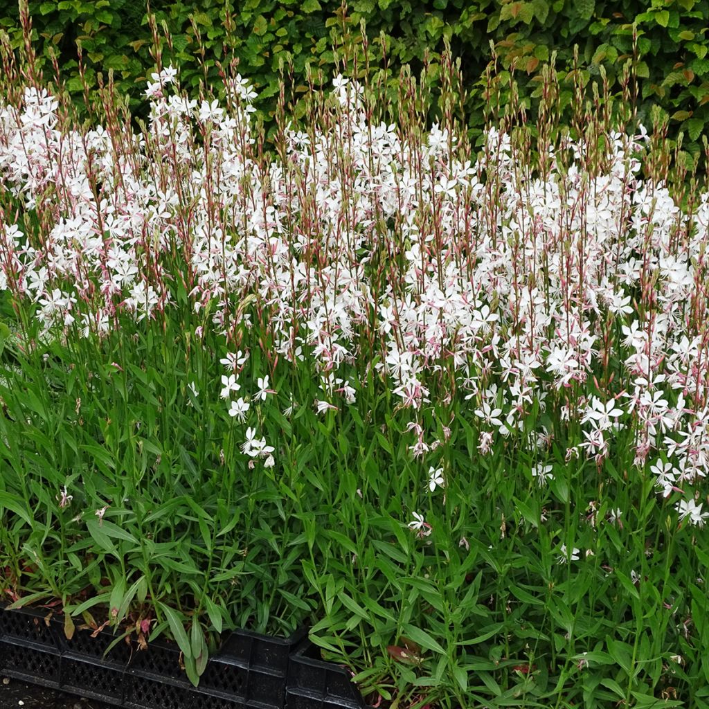 Gaura lindheimeri Whirling Butterflies