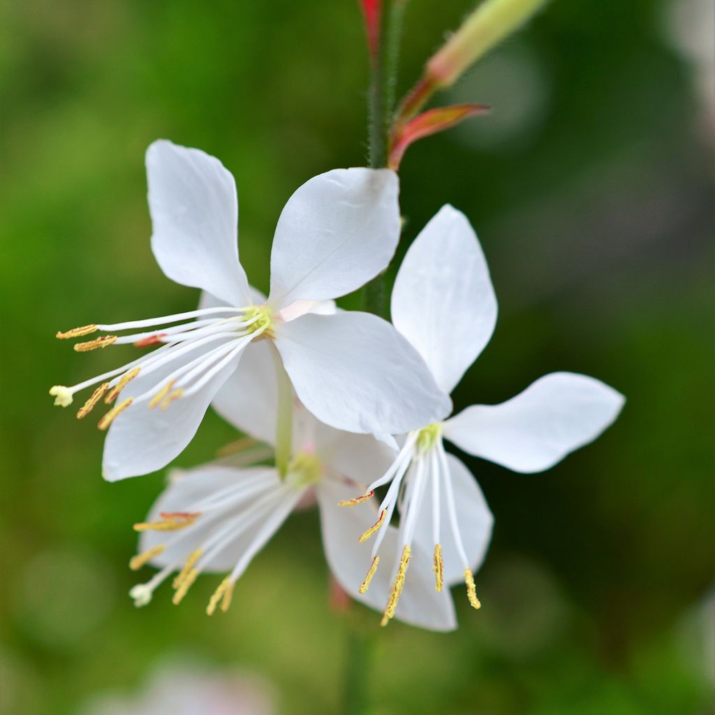 Gaura lindheimeri blanche Snowstorm