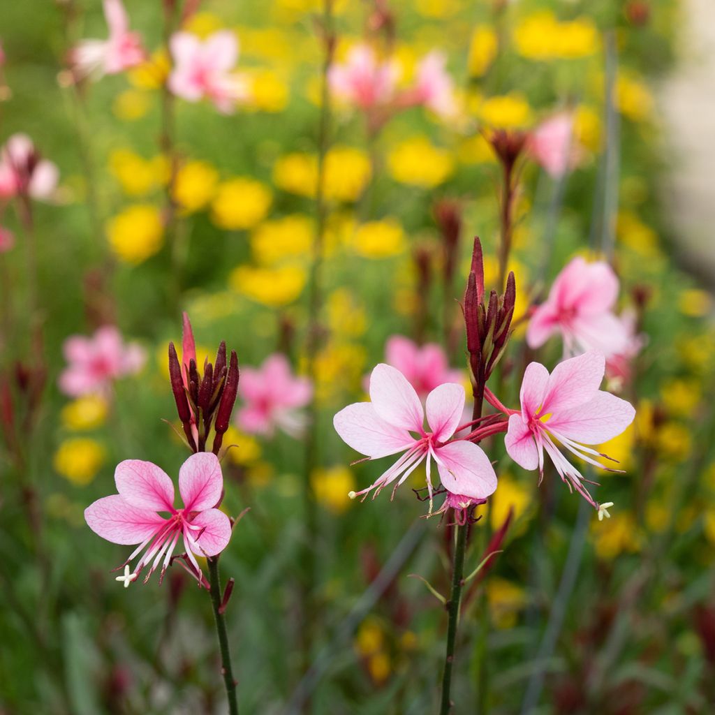 Gaura lindheimeri rose Siskiyou pink