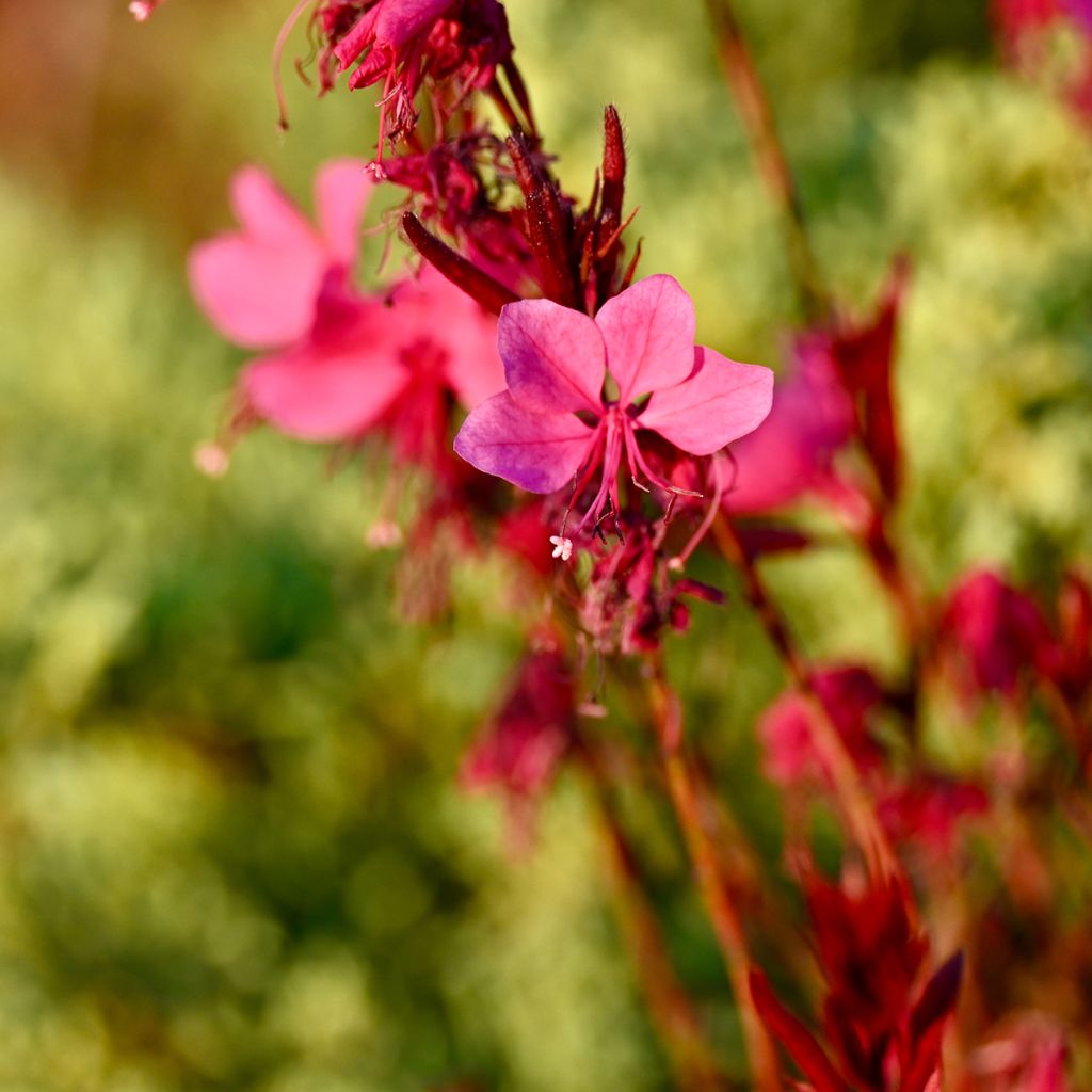 Gaura lindheimeri rose Siskiyou pink