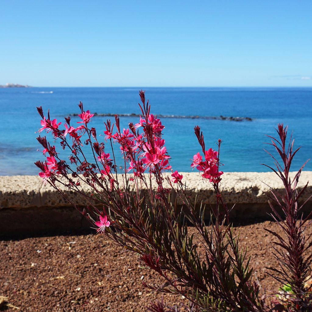 Gaura lindheimeri rose Siskiyou pink