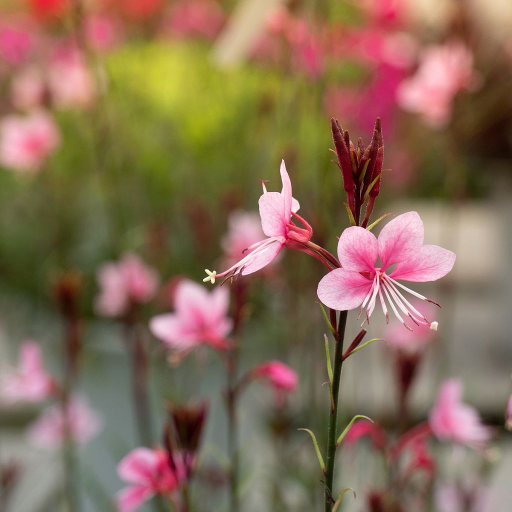 Gaura lindheimeri rose Siskiyou pink