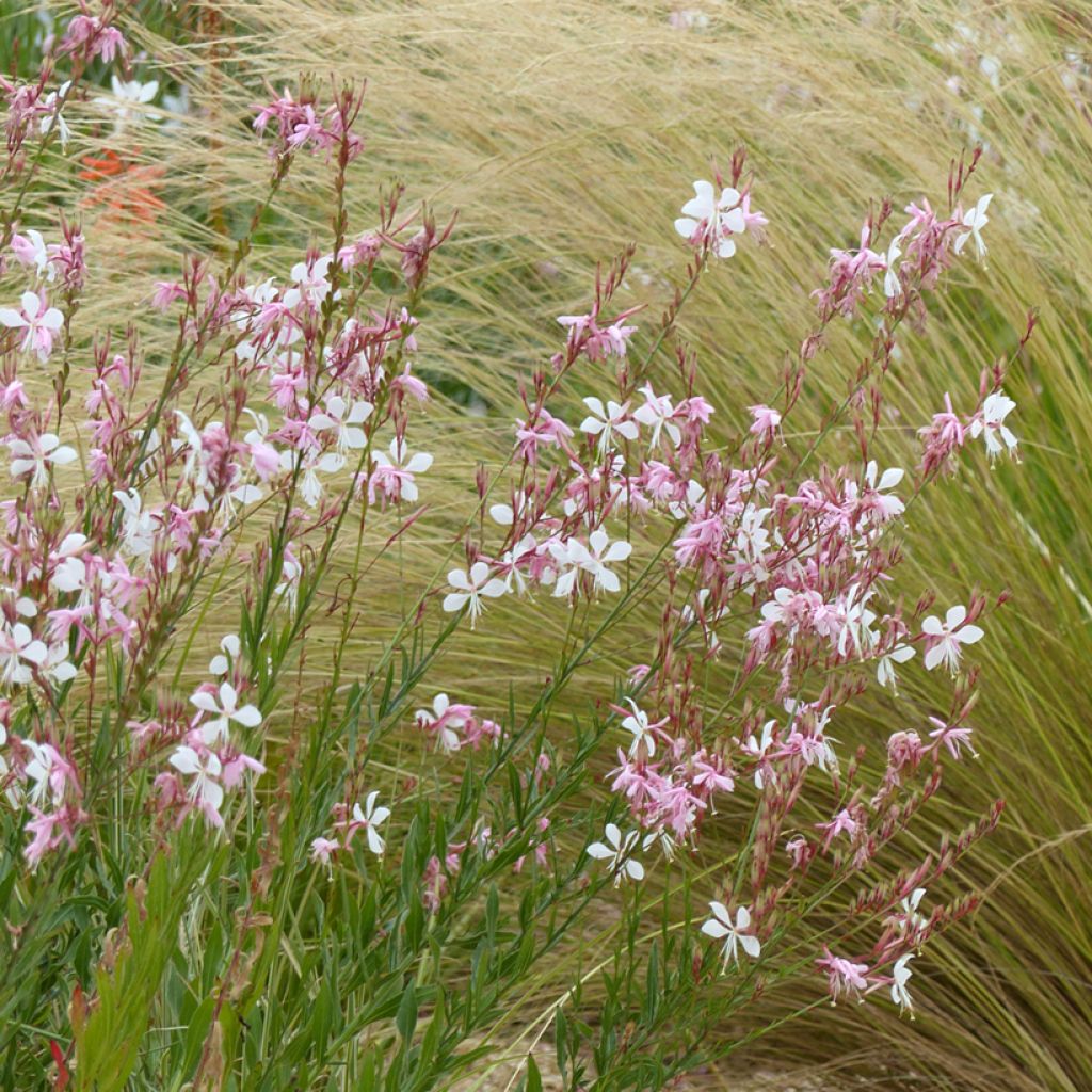 Graines de Gaura lindheimerii The Bride