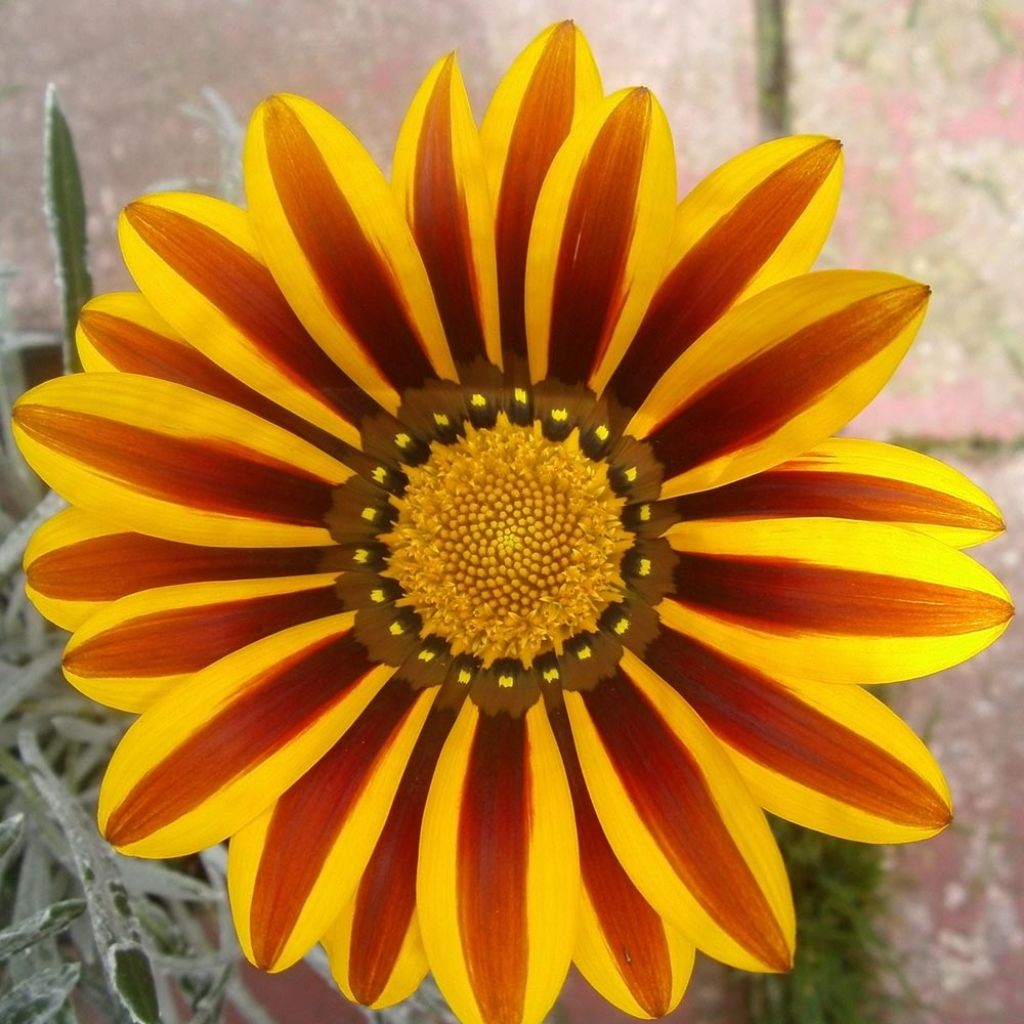 Gazania Big Kiss White Flame