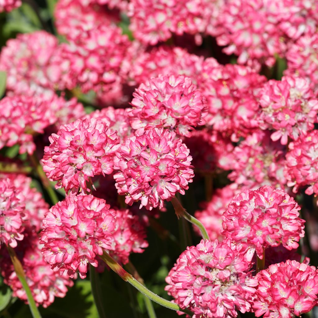 Gazon d'Espagne, Armeria hybrida Ornament