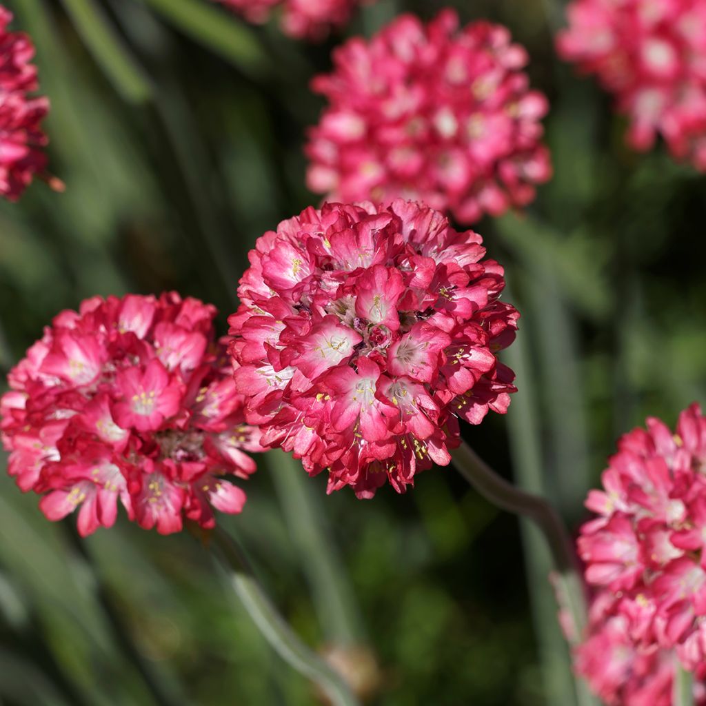 Gazon d'Espagne, Armeria hybrida Ornament