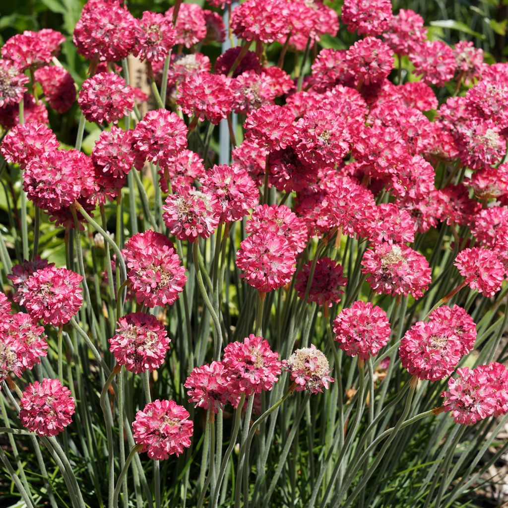 Gazon d'Espagne, Armeria hybrida Ornament