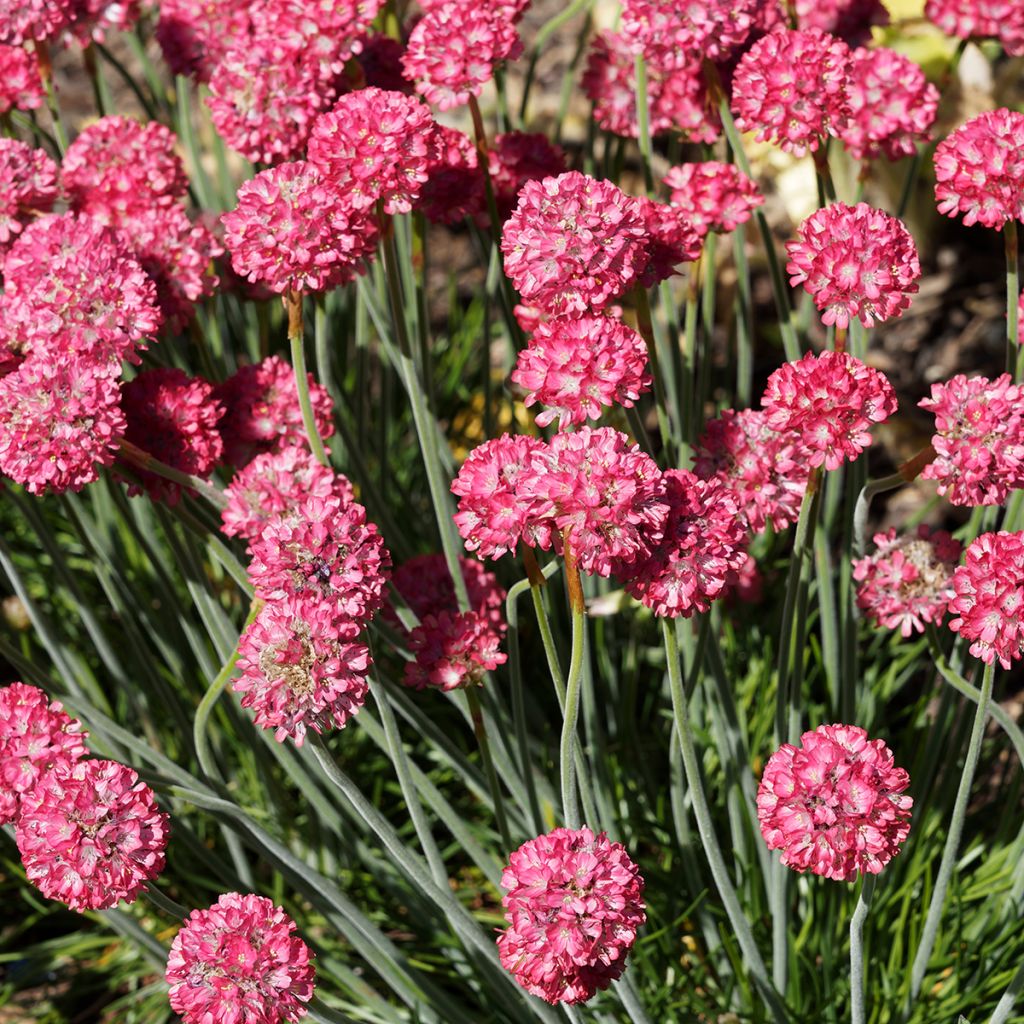 Gazon d'Espagne, Armeria hybrida Ornament