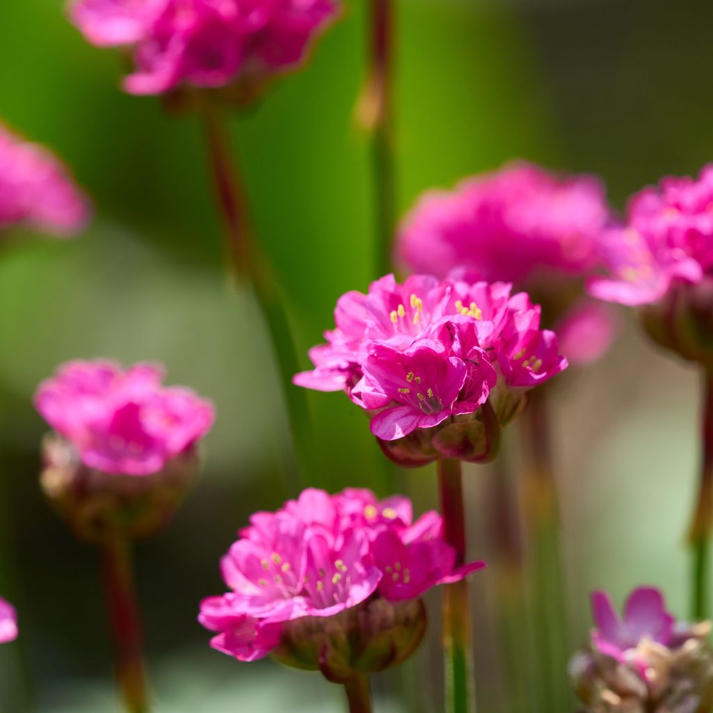 Gazon d'Espagne - Armeria maritima Düsseldorfer Stolz