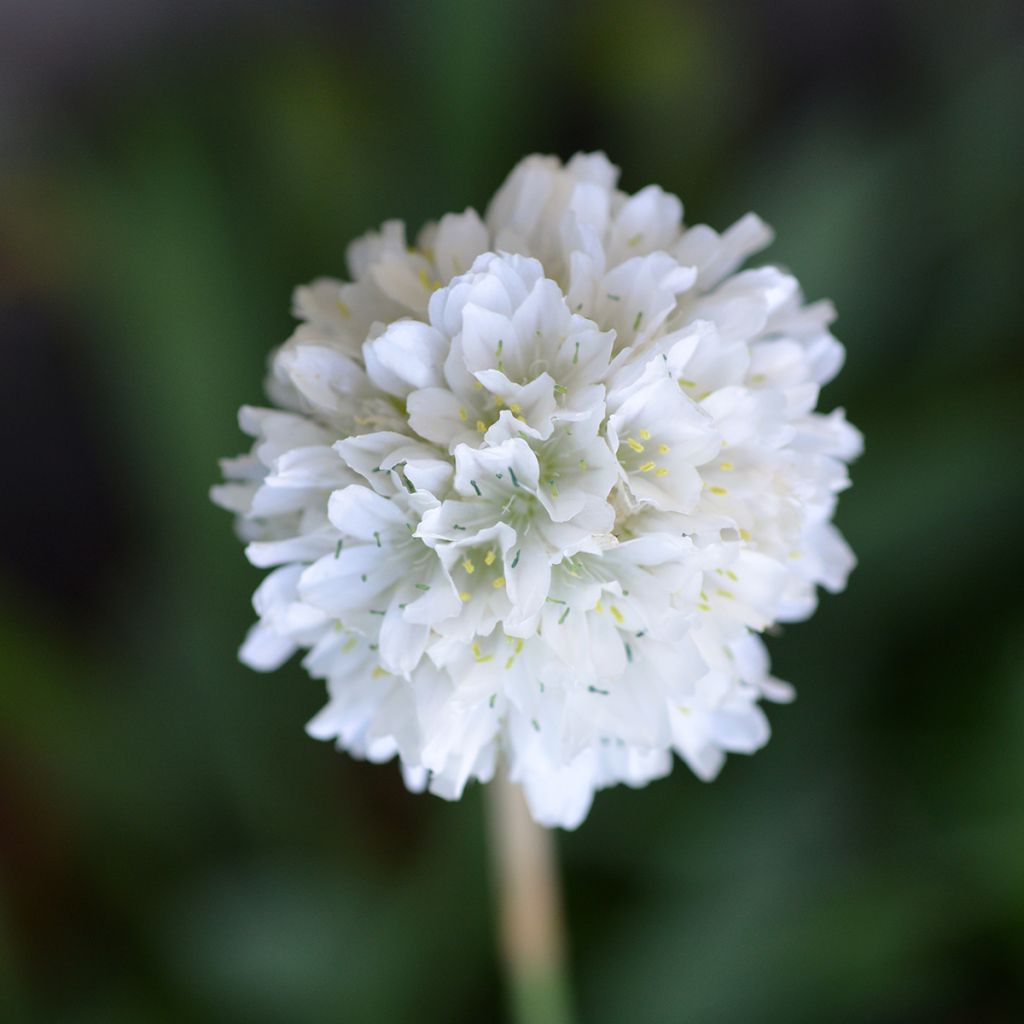 Gazon d'Espagne blanc, Armeria Maritima alba