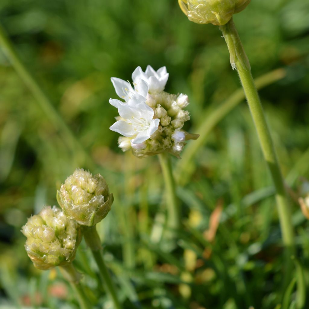 Gazon d'Espagne blanc, Armeria Maritima alba