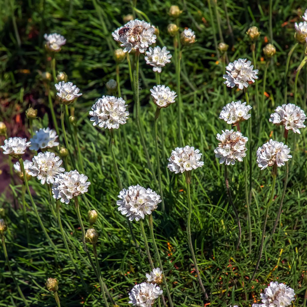 Gazon d'Espagne blanc, Armeria Maritima alba