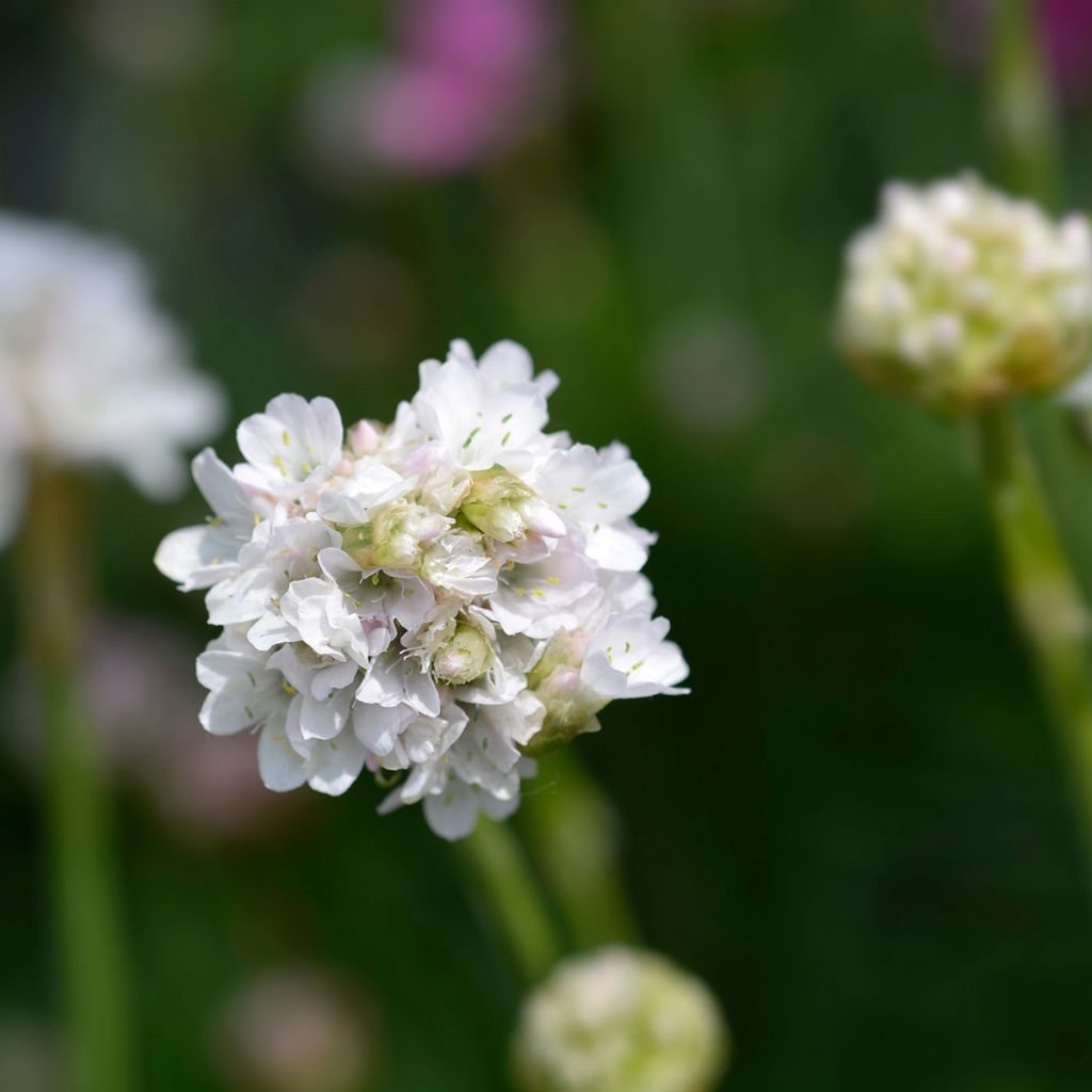 Gazon d'Espagne blanc, Armeria Maritima alba