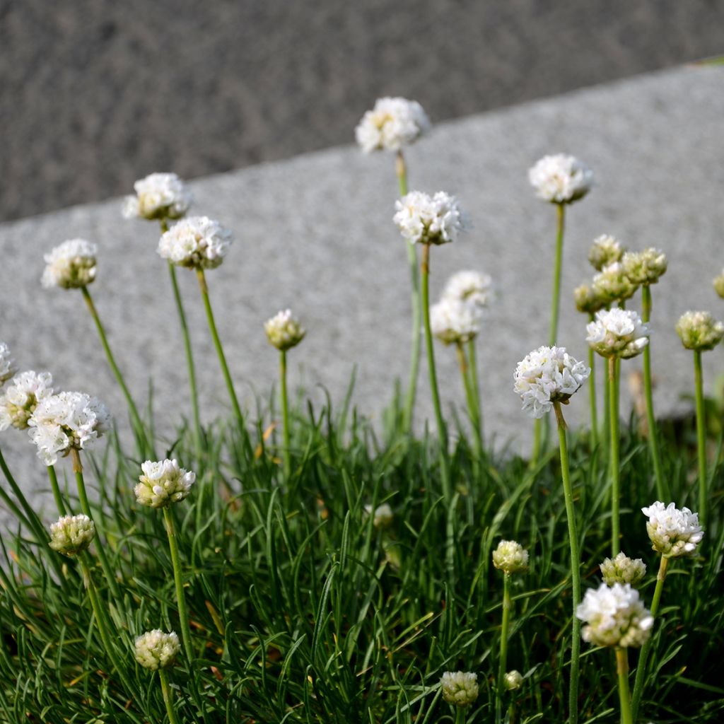 Gazon d'Espagne blanc, Armeria Maritima alba