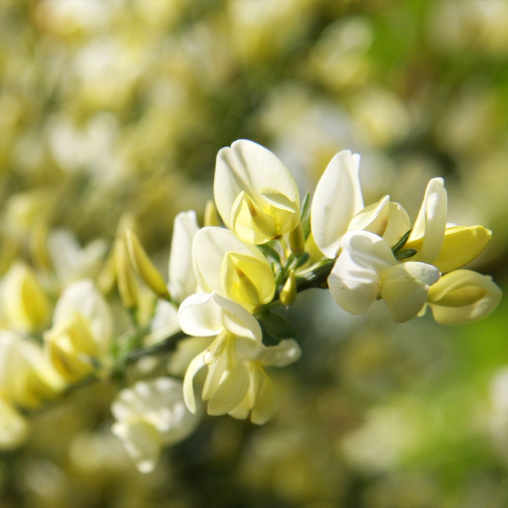 Genêt précoce - Cytisus x praecox