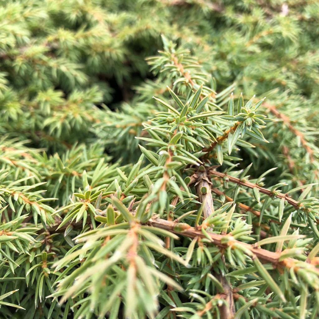 Genévrier commun - Juniperus communis Green Carpet   