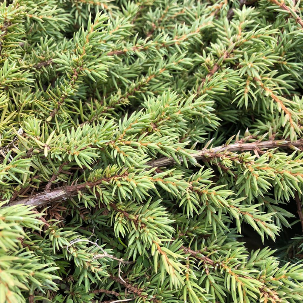 Genévrier commun - Juniperus communis Green Carpet   