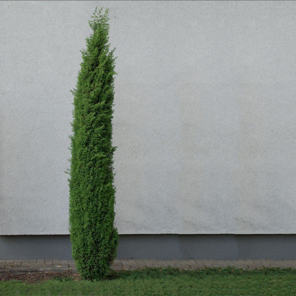 Genévrier commun - Juniperus communis Sentinel