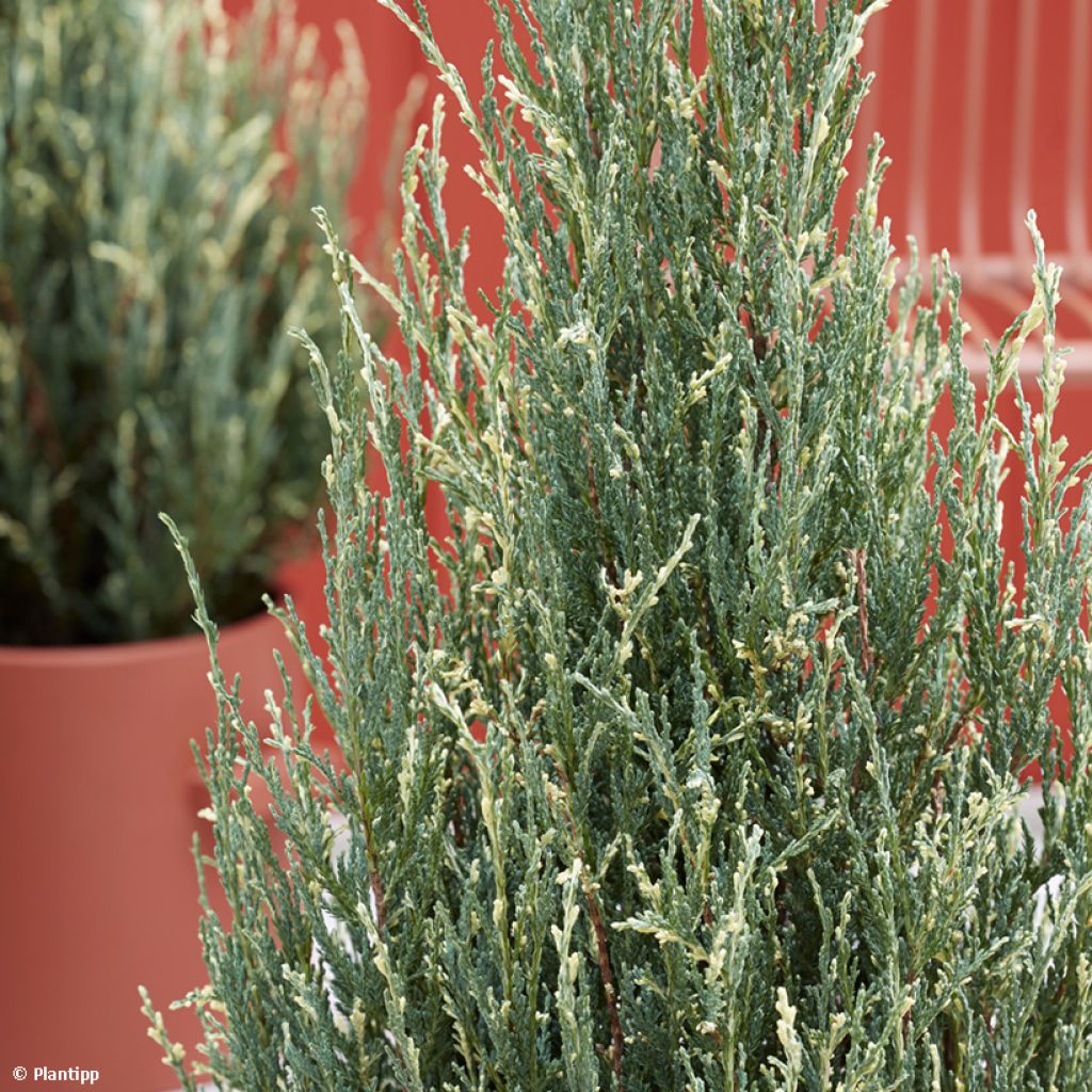 Genévrier de Virginie - Juniperus scopulorum Blue Ivory 