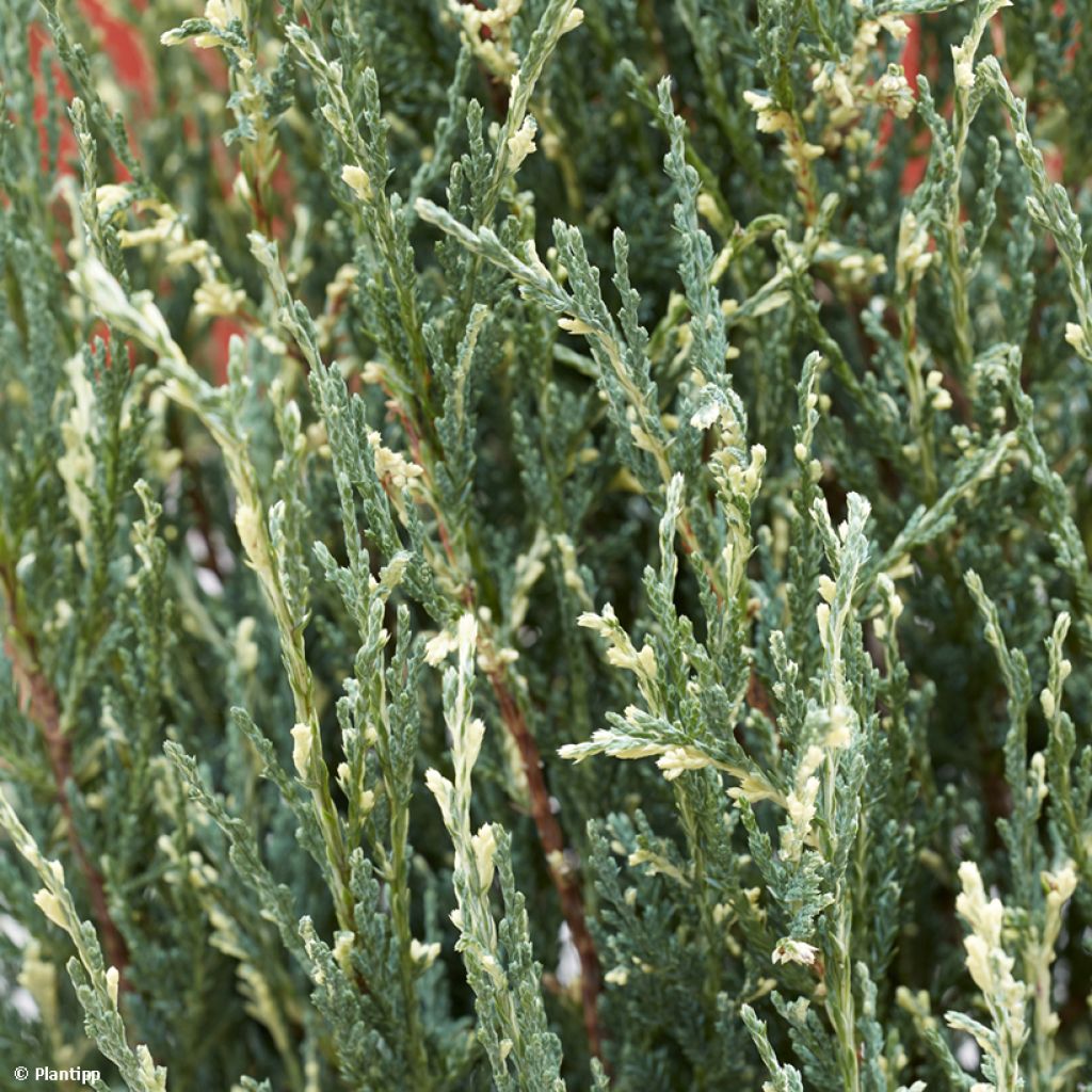 Genévrier de Virginie - Juniperus scopulorum Blue Ivory 