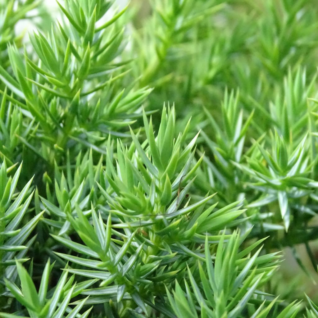Genévrier écailleux - Juniperus squamata Blue Swede