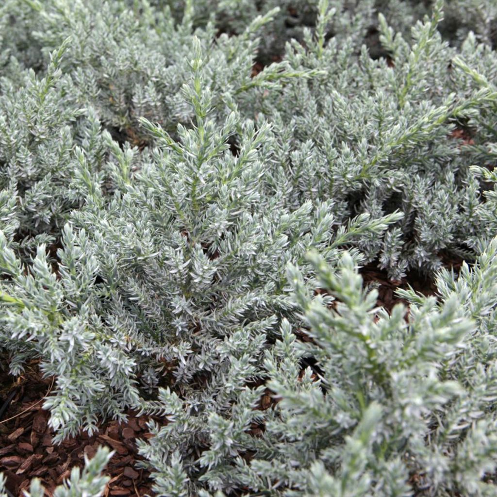 Genévrier écailleux - Juniperus squamata Tropical Blue