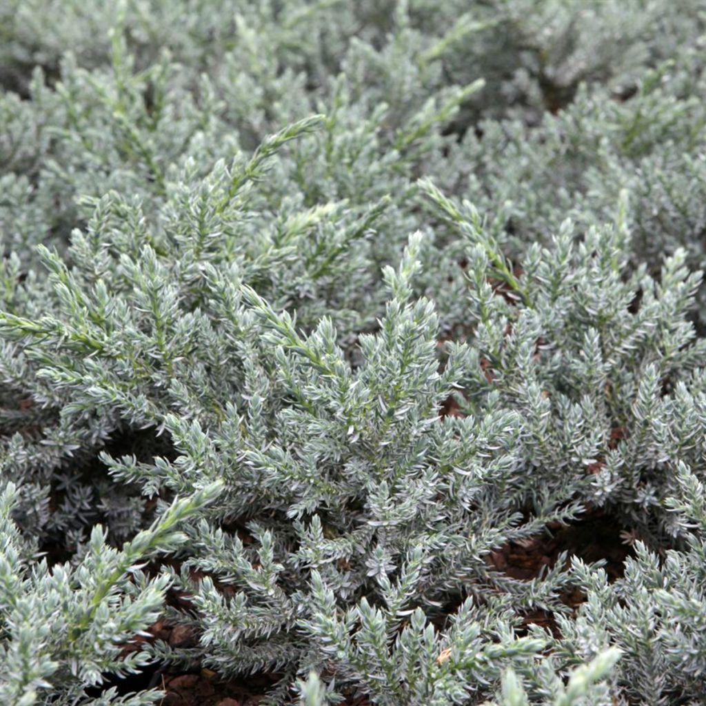 Genévrier écailleux - Juniperus squamata Tropical Blue