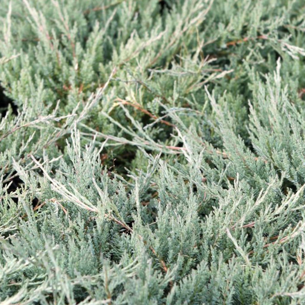 Genévrier horizontal - Juniperus horizontalis Agnieszka