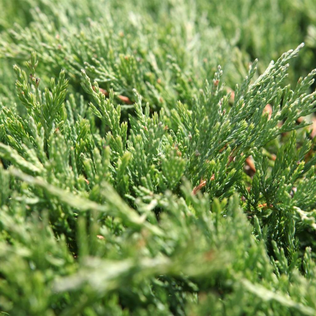 Genévrier horizontal - Juniperus horizontalis Andorra Compact